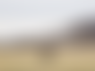 How Much Does a Cashmere Sweater Cost the Planet and its People?