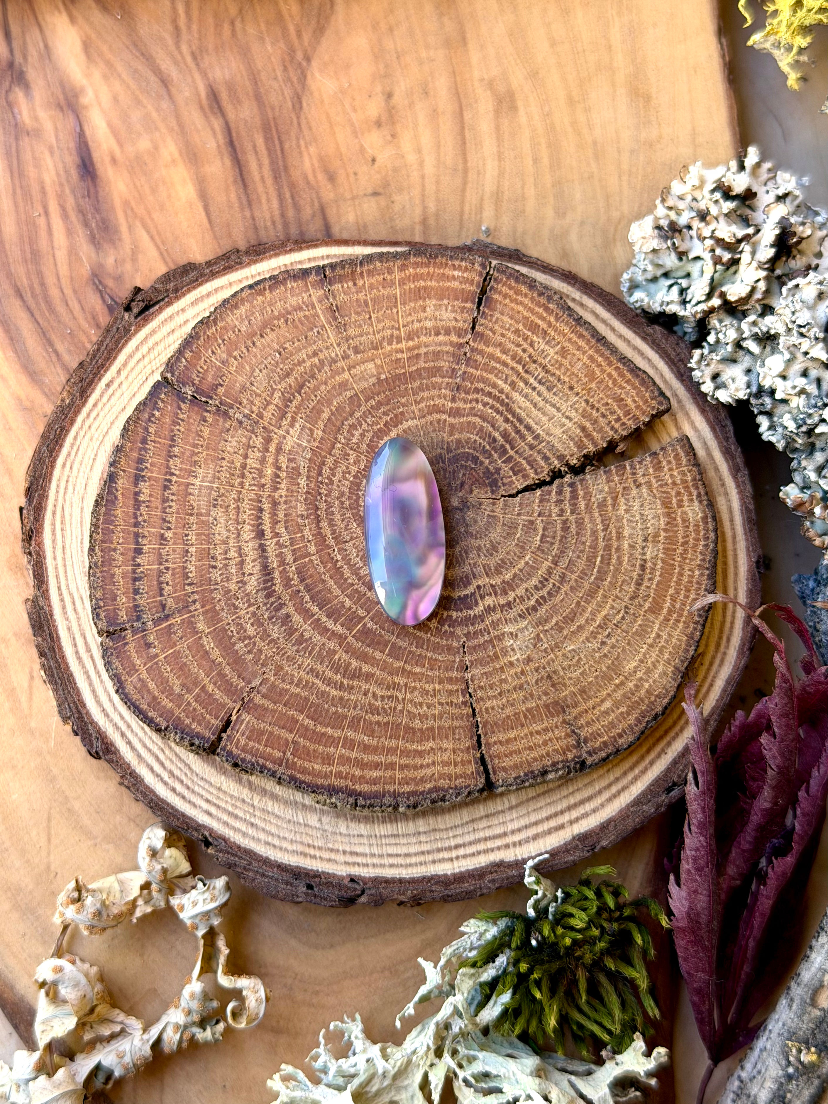 Holley Blue | NZ Abalone Cabochon