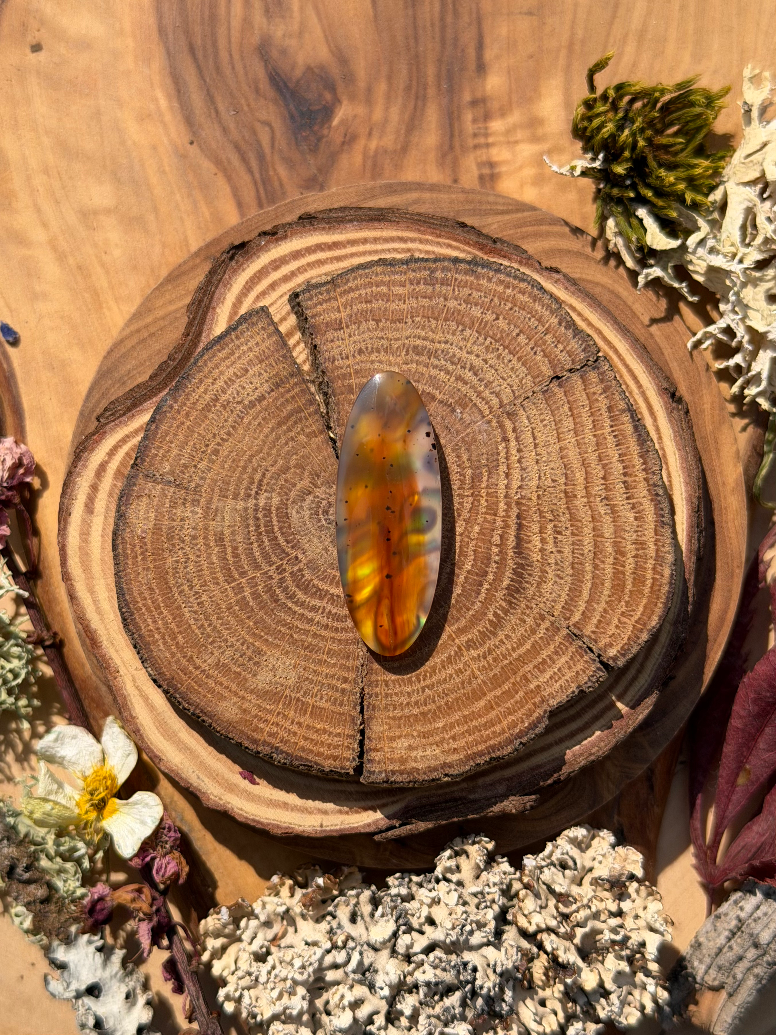 Montana Agate | NZ Abalone Cabochon