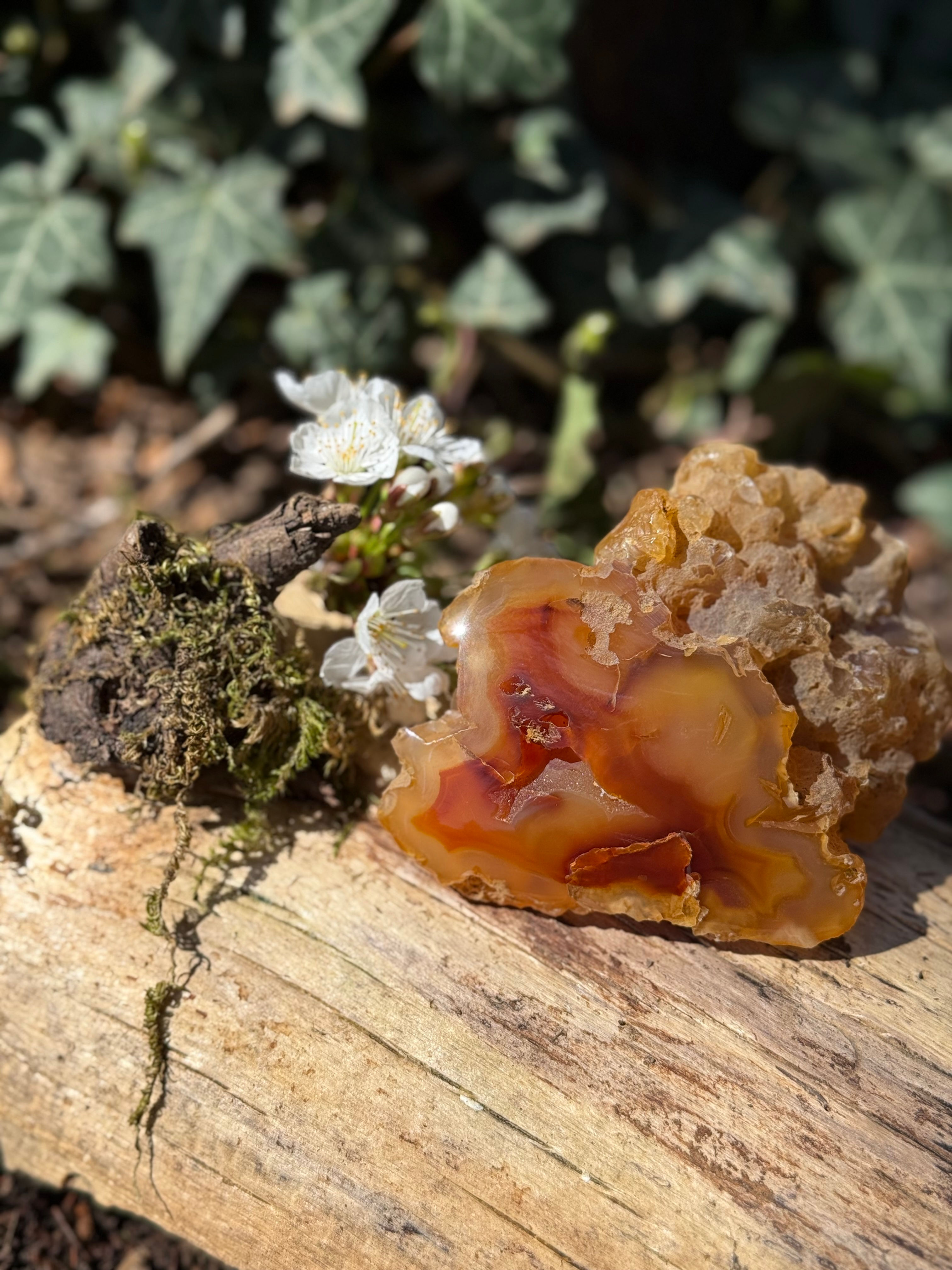 Carnelian Contour - Polished Display