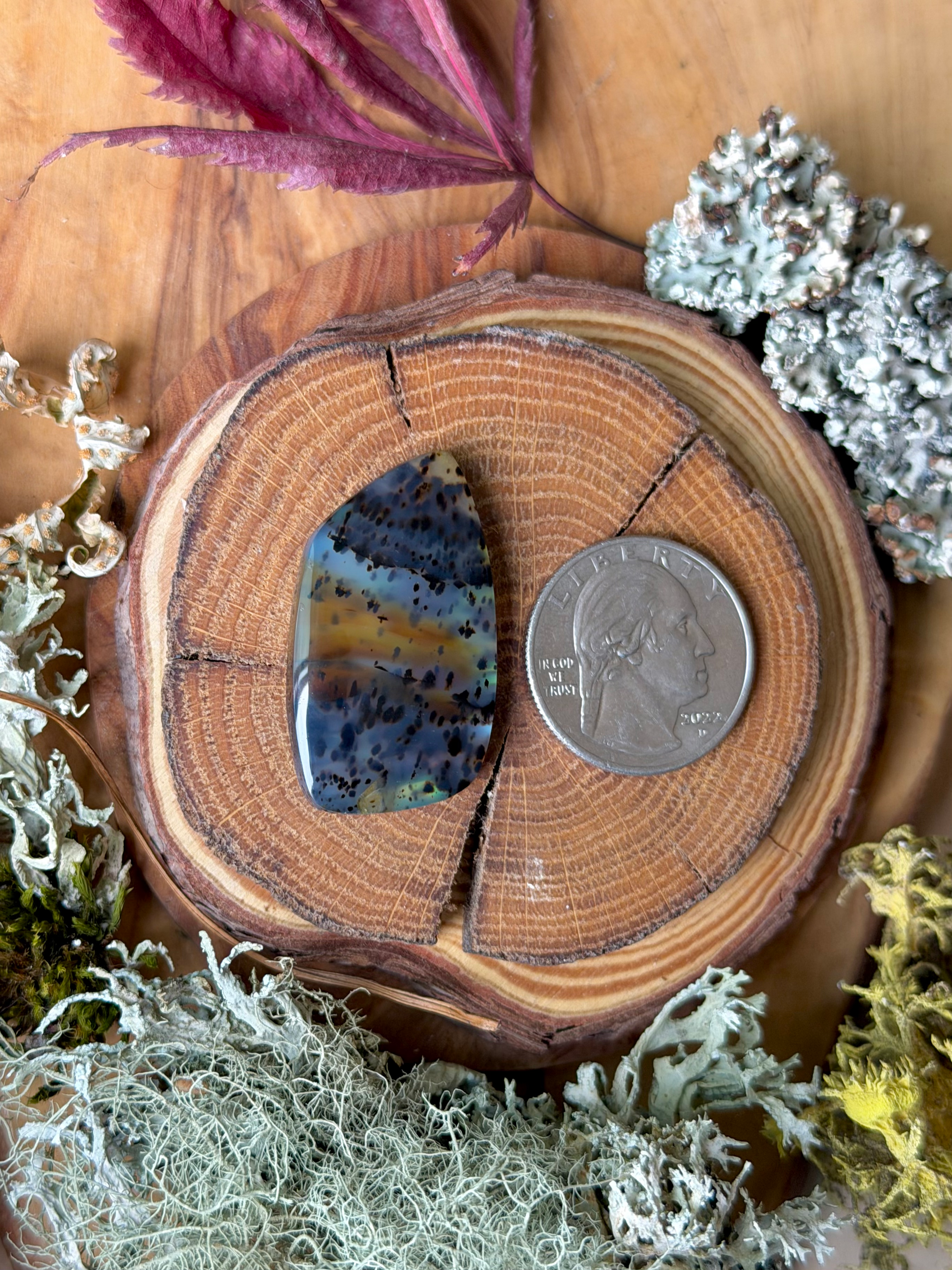 Montana Agate | NZ Abalone Cabochon