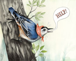 nuthatch.jpg