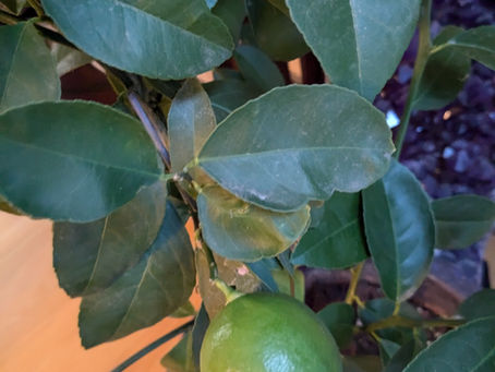 Messages from a Lemon Tree