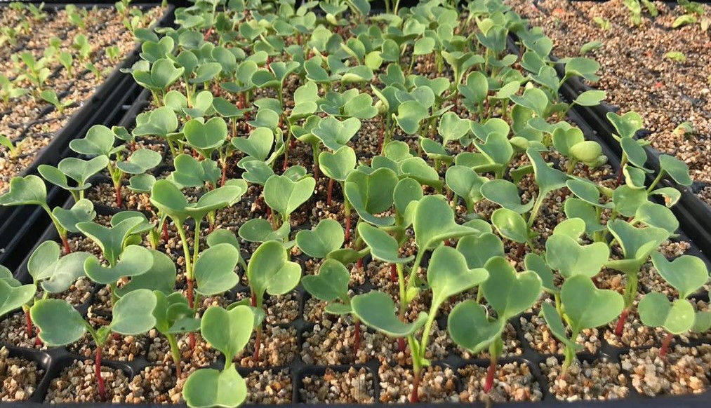 Plántula de rabanito 200u