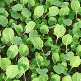depositphotos_110567034-stock-photo-cabbage-seedlings-growing.jpg