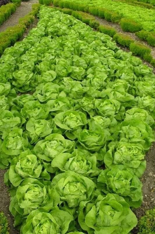 Miniatura: Semilla de lechuga seda 1gr