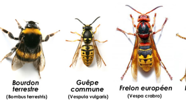Abeille ou bourdon ? Activons les neurones