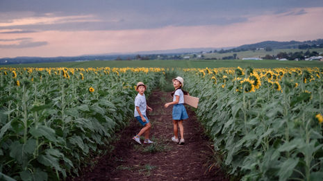 family fun in a sunflower field
