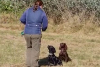 Pet Gundog Training