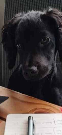 Pawsitive Pooches Dog Training and Behaviour Online & Telephone Consultations