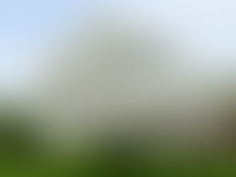 Dogwoods And Daffodils Of Glory