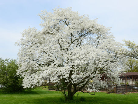 Dogwoods And Daffodils Of Glory