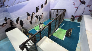 ACUARIO INBURSA DA LA BIENVENIDA A NUEVOS PINGUINOS GENTOO