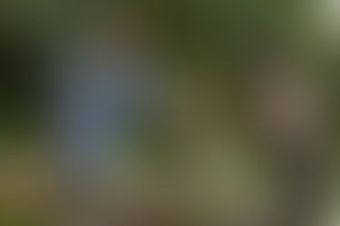 LA CHICA SALVAJE - DATOS CURIOSOS por LIZ GIL