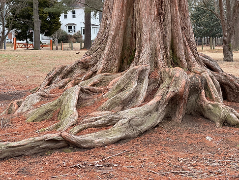 Large tree roots exposed above ground