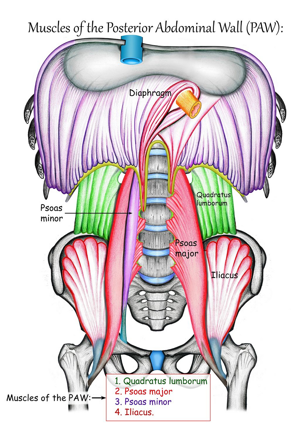 Posterior Abdominal Wall (PAW)