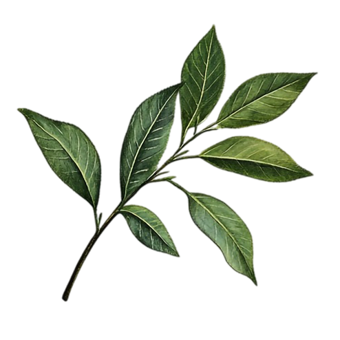 e8a22336-fc07-4e3d-b7d6-4d385a630961 copy.png