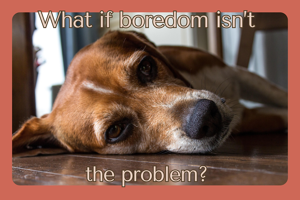 The Hidden Purpose of Boredom