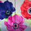 Thumbnail: Anemone coronaria 2025