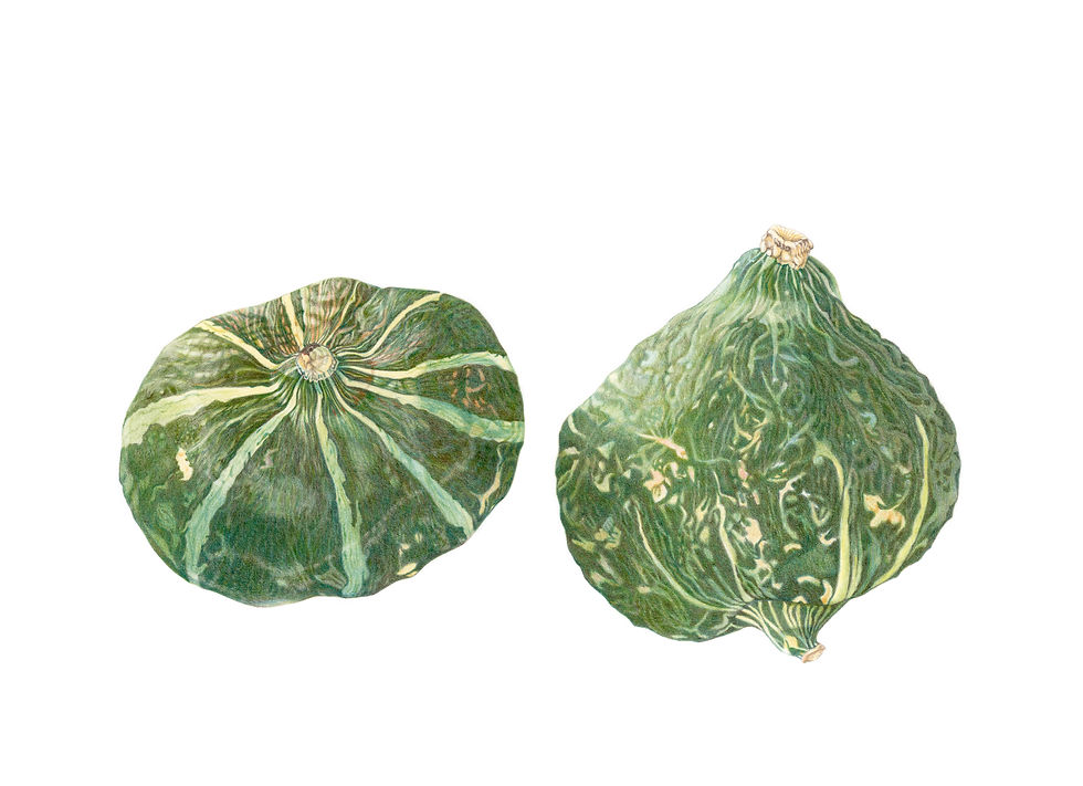 Beginner's Course: Introduction to Botanical Drawing 