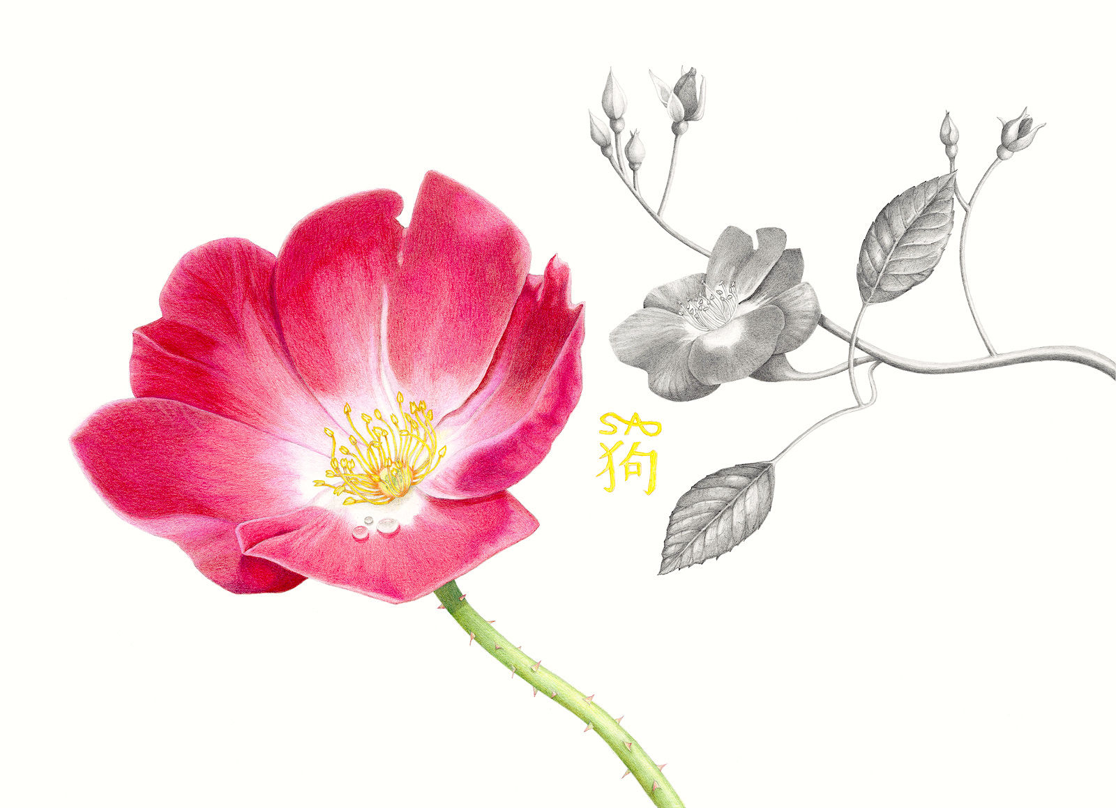 Rosa Grand-Duc Jean 2019