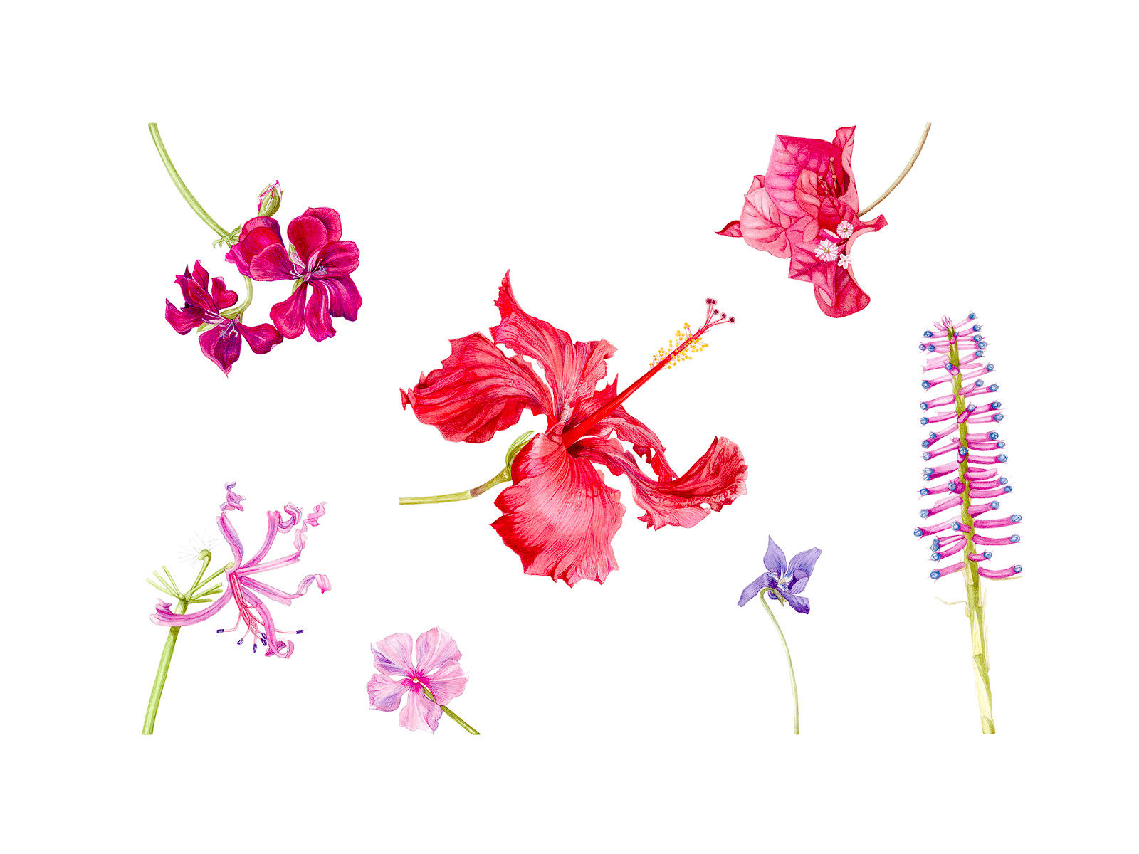 Seven flowerheads, 2018