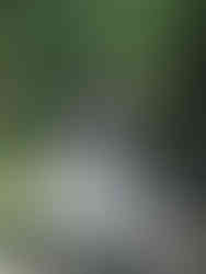 Krazy Gecko Bar & Restaurant, Phewa lake