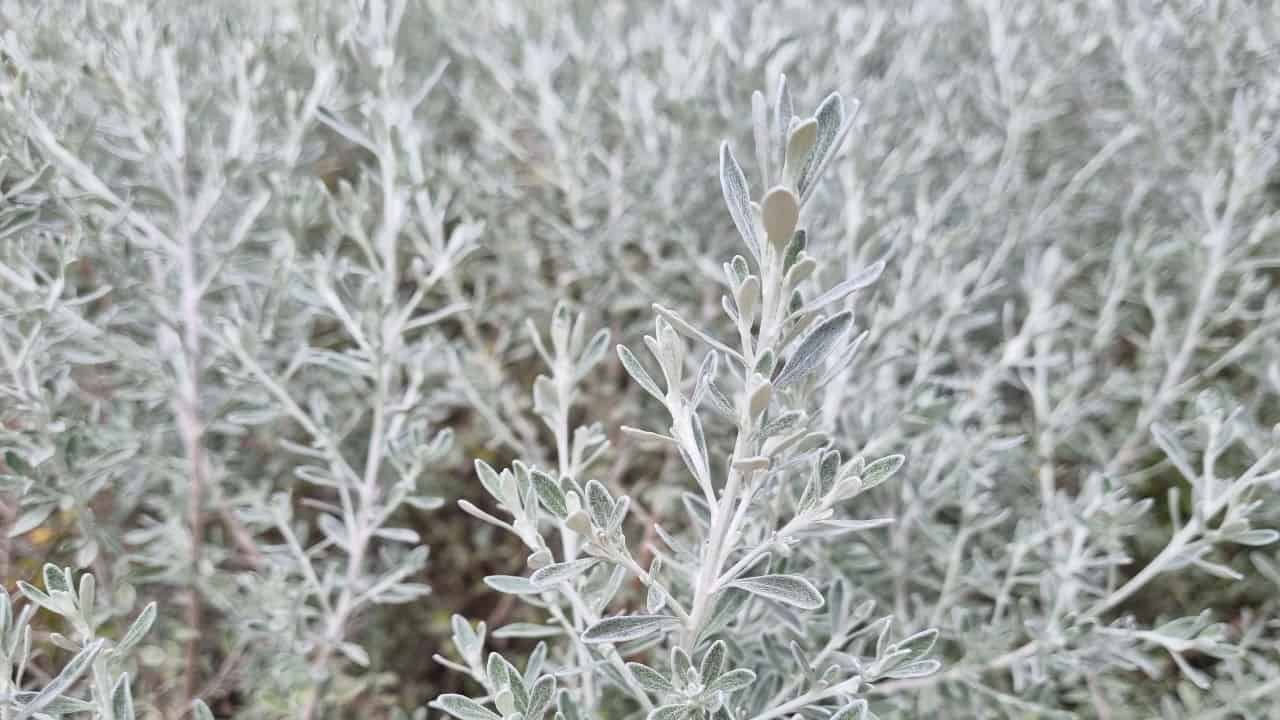 ਮੂਲ ਰੋਜ਼ਮੇਰੀ (ਓਲੇਰੀਆ ਐਕਸੀਲਾਰੀਸ)