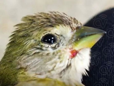 Imagem ilustrativa - Ave maltratada em cativeiro