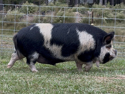 KuneKune