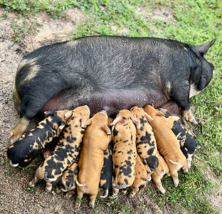 Sally AKKPS registered KuneKune sow and piglets