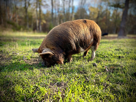 Jenny AKKPS registered KuneKune gilt
