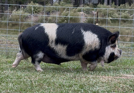 KuneKune Boar