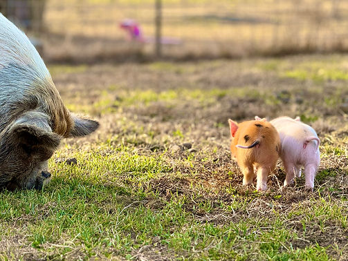 KuneKune Sow and piglets