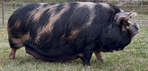 KuneKune