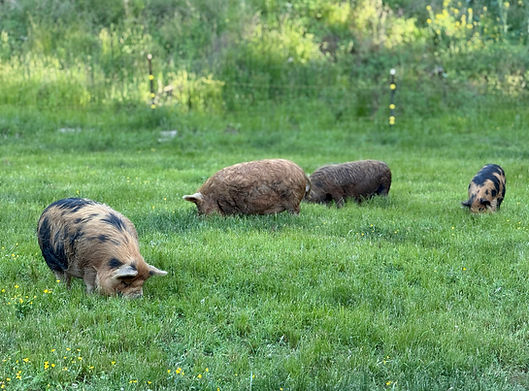 KuneKune Grazing