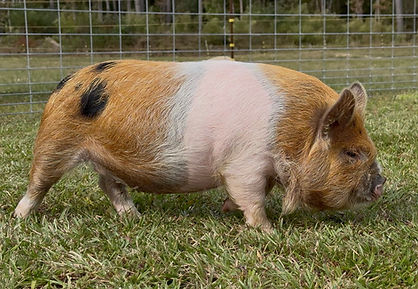 KuneKune Gilt