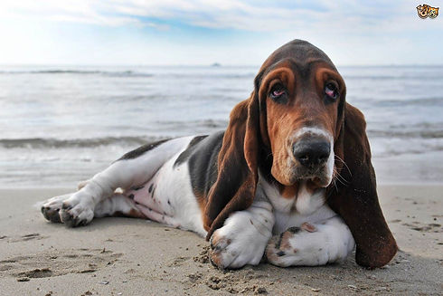 genetic-disorders-seen-in-basset-hounds-5462a4101221f.jpg