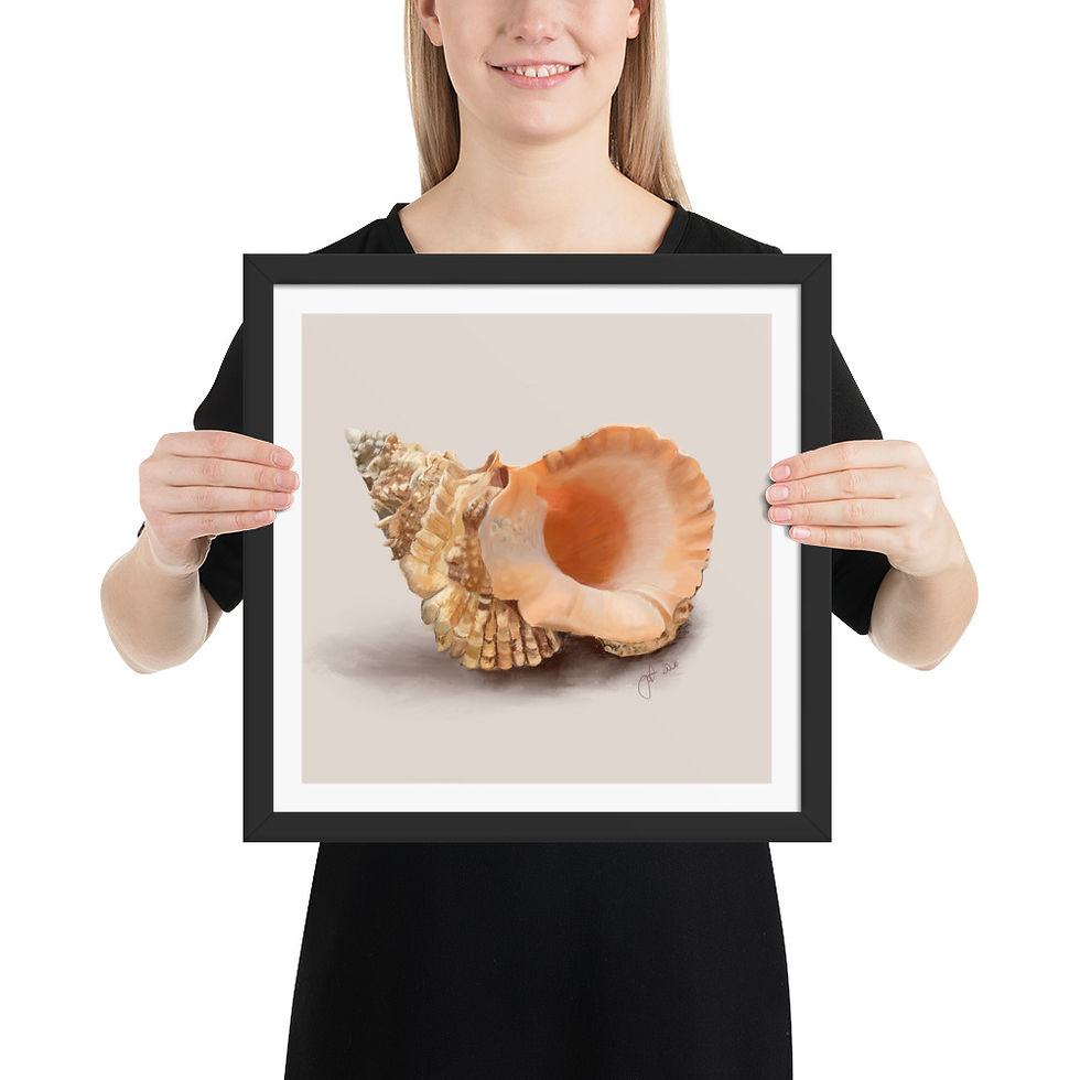 Thumbnail: Conch Shell framed drawing