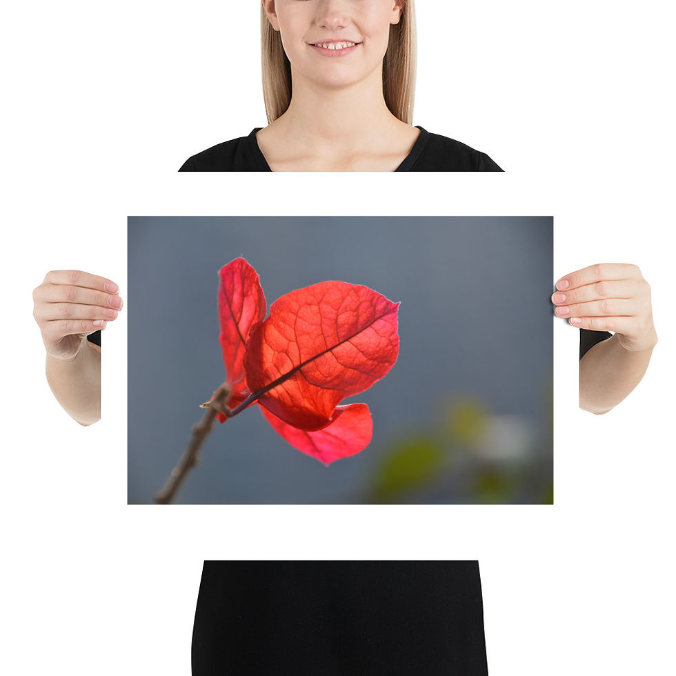 Thumbnail: Red Leaf unframed photograph