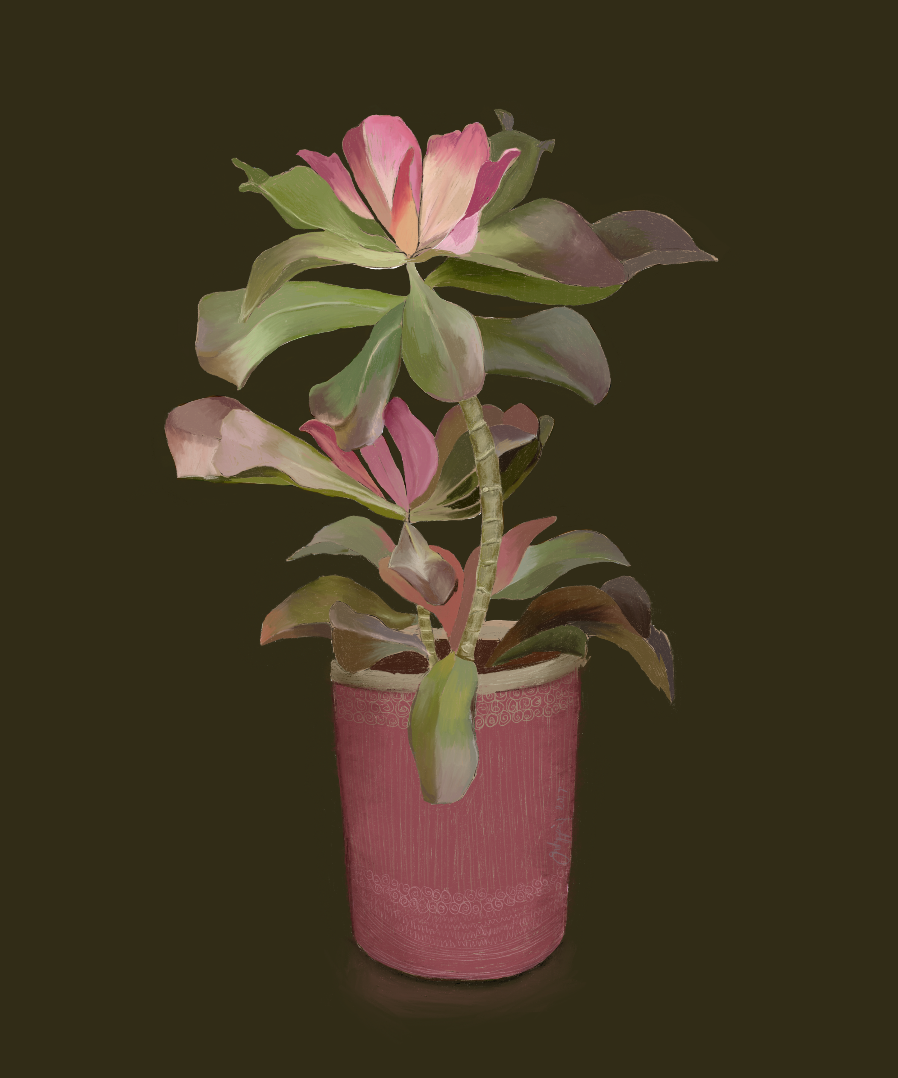 Succulent in Pink Pot unframed drawing