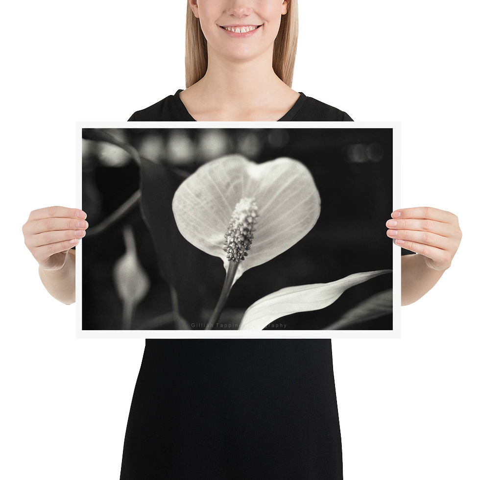 Thumbnail: Peace Lily Landscape unframed photograph
