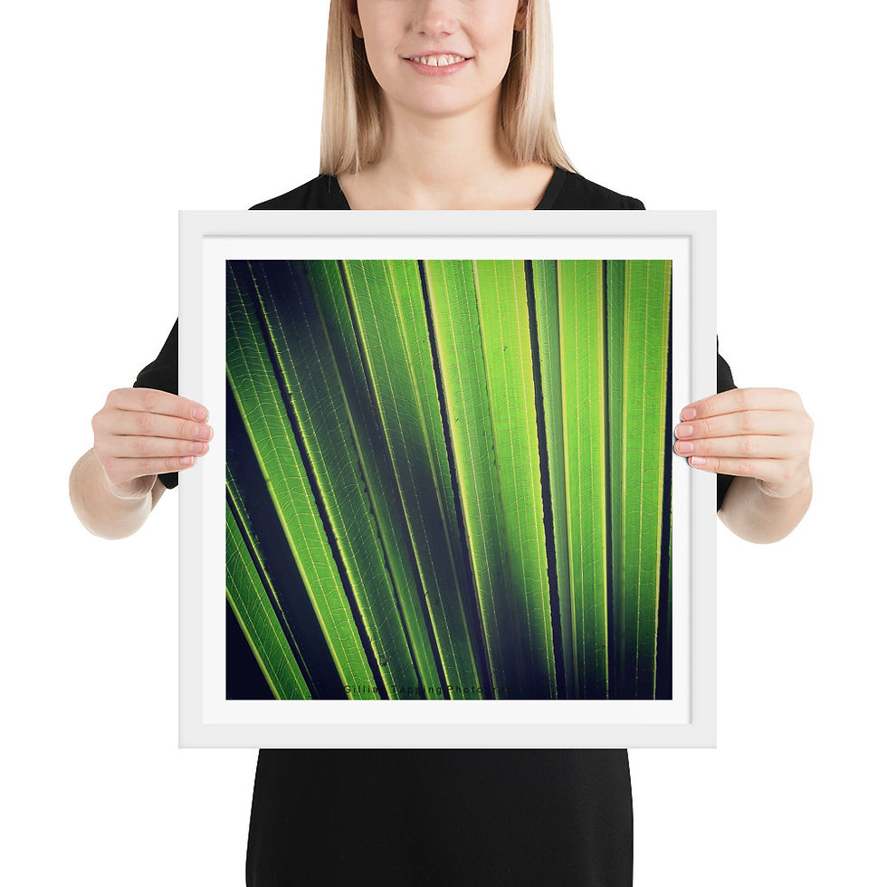 Thumbnail: High Contrast Abstract Leaf framed Photograph