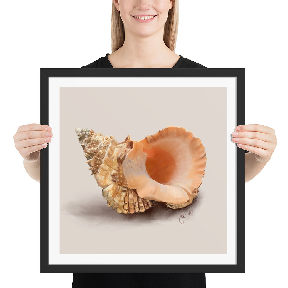 Thumbnail: Conch Shell framed drawing