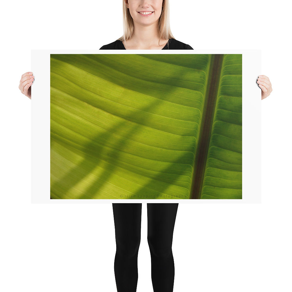 Thumbnail: Banana Leaf unframed photograph