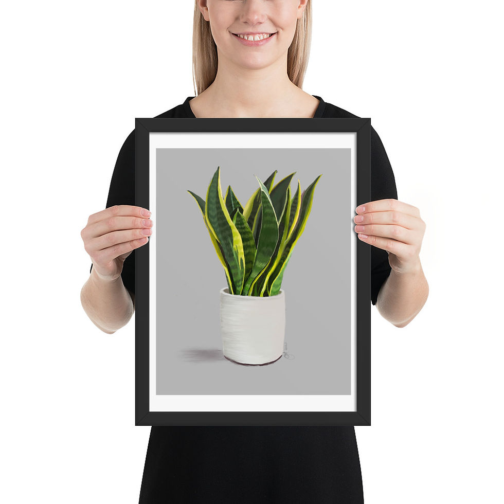 Mother-in-Law's Tongue framed drawing