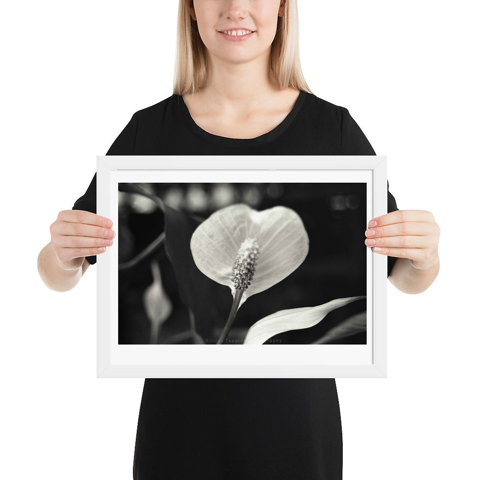 Thumbnail: Peace Lily Landscape framed photograph