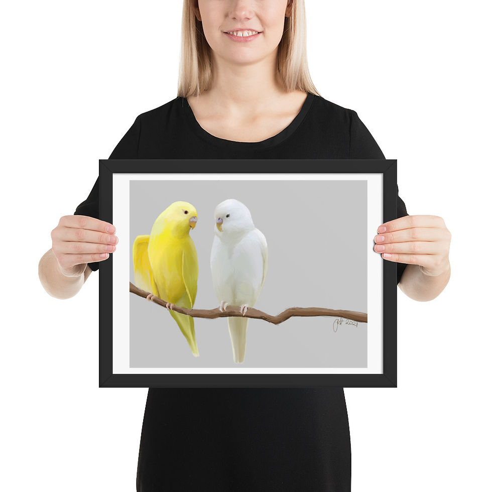 Thumbnail: Budgies in White and Yellow framed drawing