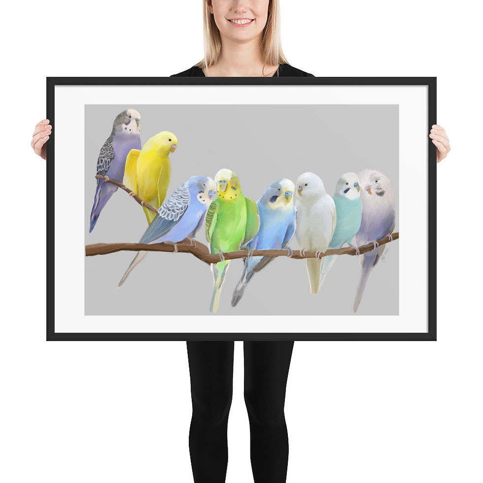 Thumbnail: Malcolm's Budgies framed drawing