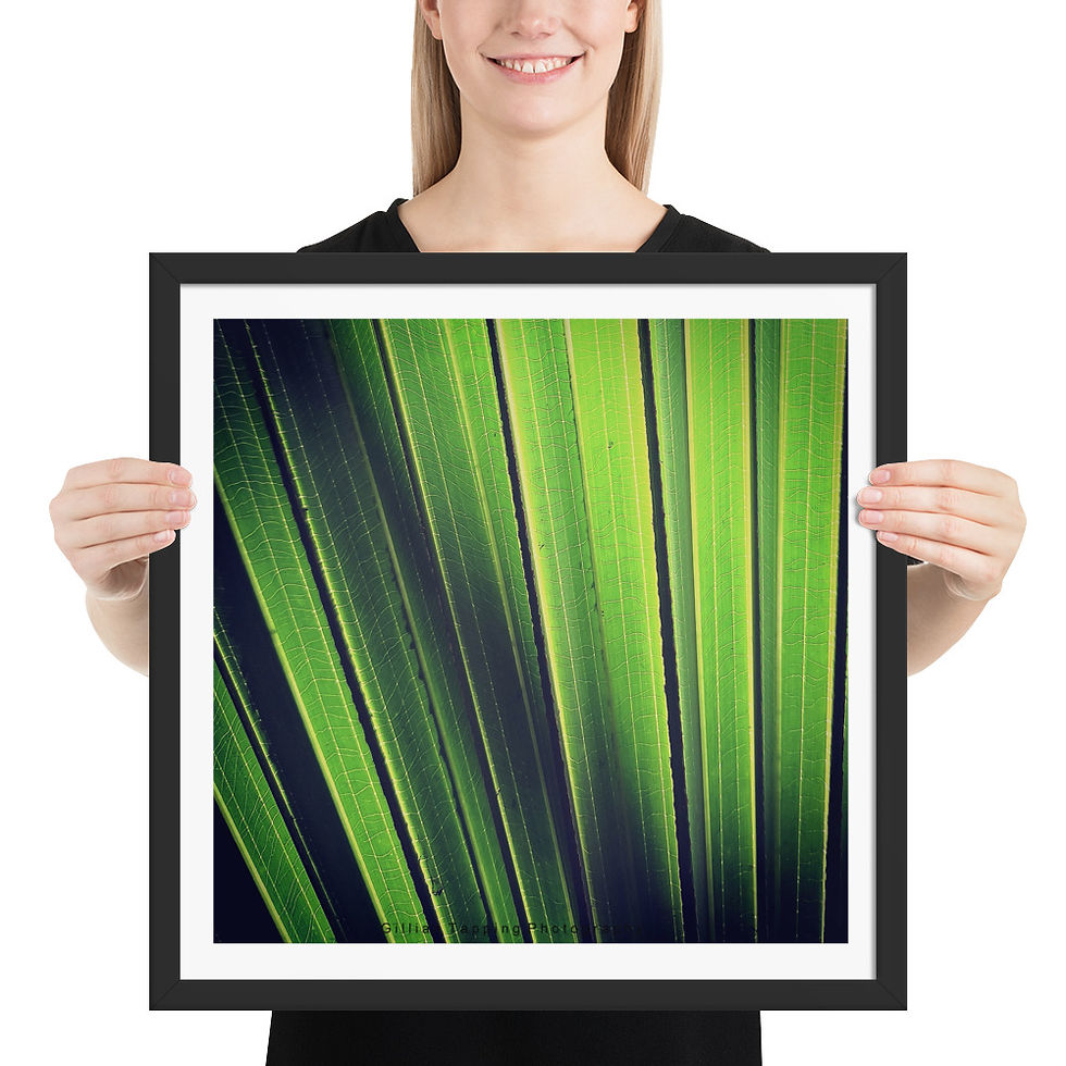 Thumbnail: High Contrast Abstract Leaf framed Photograph
